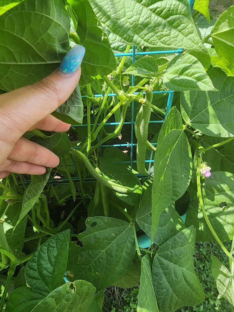 Its_Kazmania's tweet photo. garden! Look at the baby watermelon! https://t.co/wCZIHrfWWx