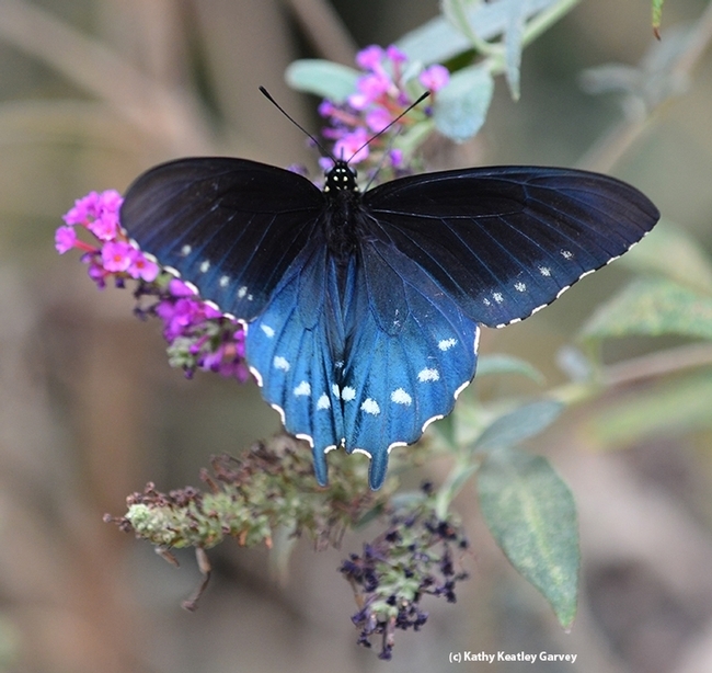 keatleygarvey's tweet photo. From out of the blue, a #pipevine swallowtail, aka blue swallowtail, arrives to forage on Jupiter's Beard at the #ucdavis Student Farm Ecological Garden.  What #butterfly guru, Distinguished Professor Art Shapiro says about this butterfly. #BugSquad https://t.co/SogKbUb7cU https://t.co/Von3PKRdQD