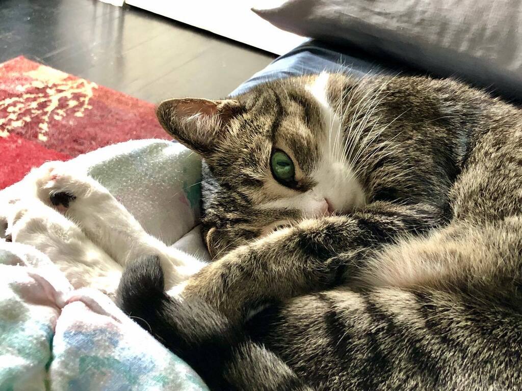 There is no way to describe the weight of your loss and how it’s affected me. The hole left behind will never be filled. Thank you for being so much more than just a cat or just a pet. Thank you for being my best friend. Thank you for being stability, fo… instagr.am/p/CsIBWWTLwKF/