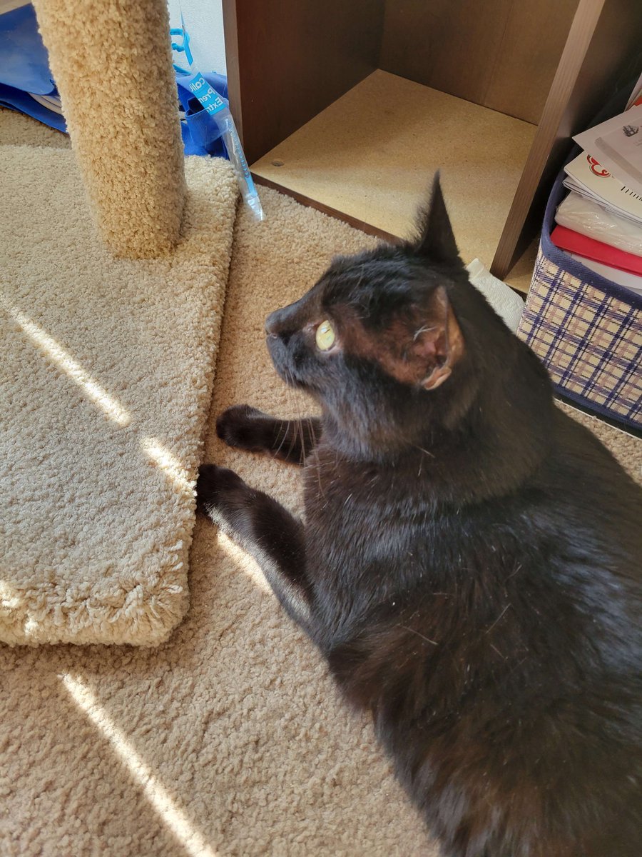 cjjoughin's tweet photo. Leaving Reno in a couple weeks. Half my time here kinda gotten eaten with what felt like a constant series of crises but I'm coming out of it with the best cat in the world and some good friendships. Feeling good about this move for sure. https://t.co/MO9dL74hXh