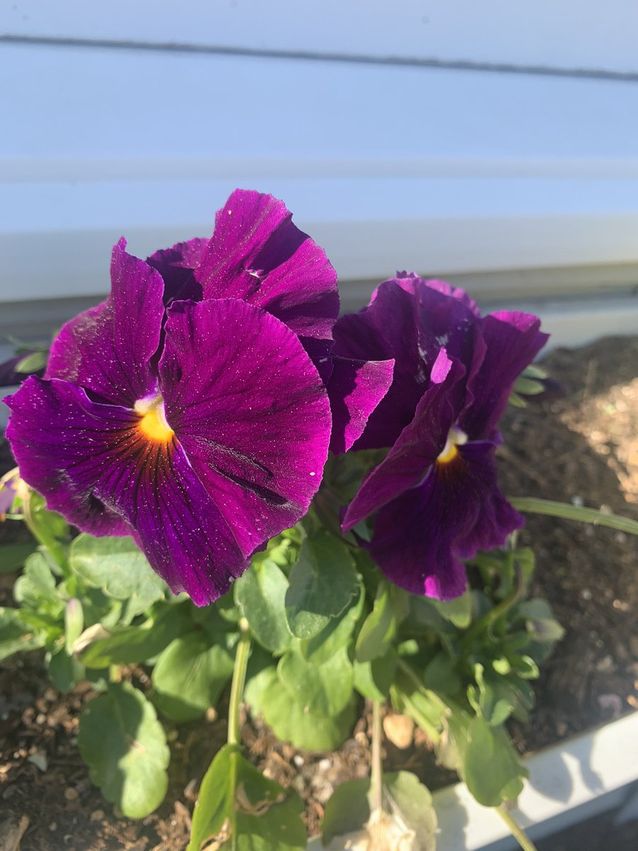 the_garden_mom's tweet image. Violas are delightful in window boxes but they also attract necessary pollinators! 

#violas #windowboxes #gardening #garden #gardenmom #annials #pollinatorplants #flowers #flowerboxes