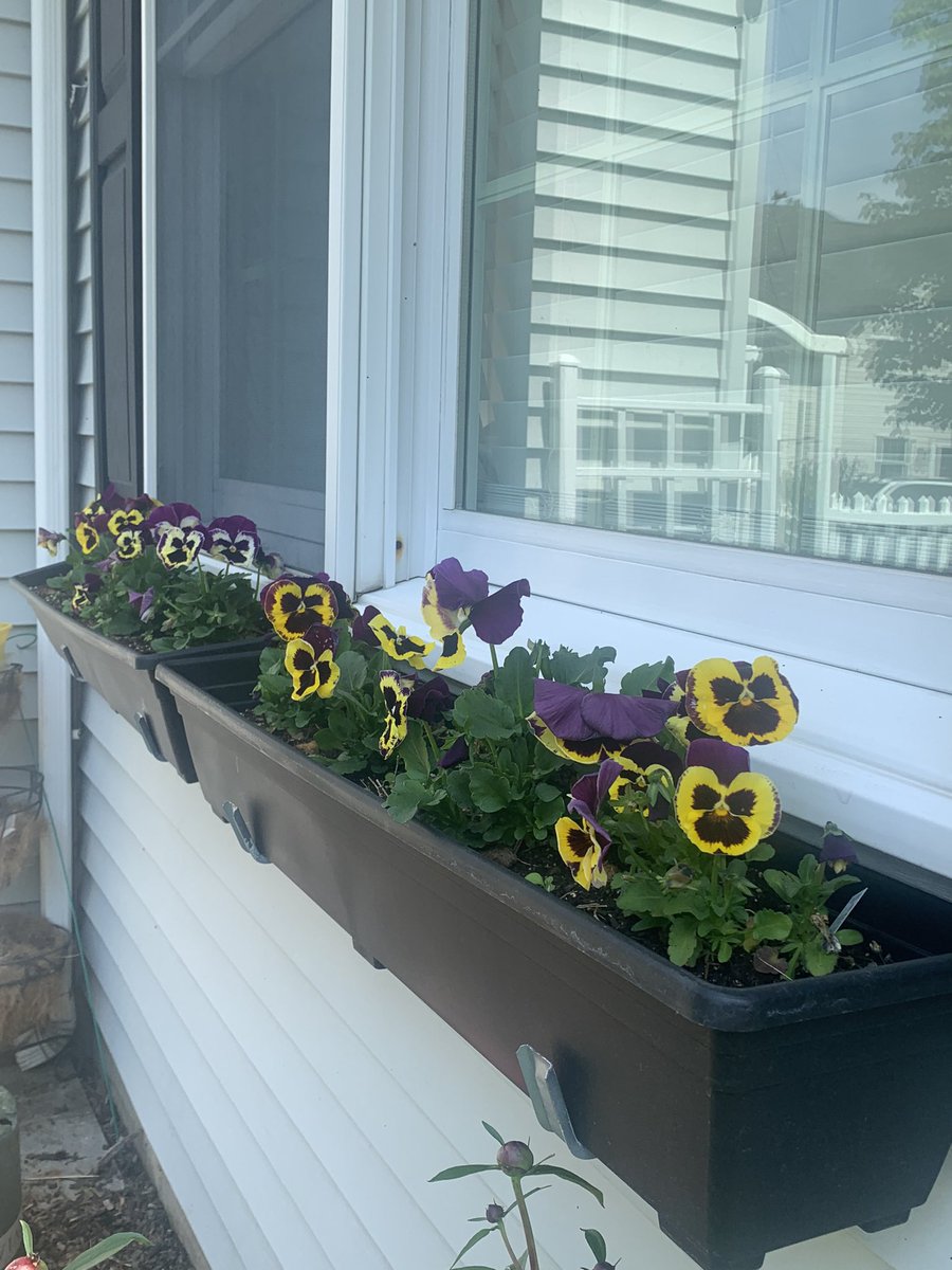 the_garden_mom's tweet image. Violas are delightful in window boxes but they also attract necessary pollinators! 

#violas #windowboxes #gardening #garden #gardenmom #annials #pollinatorplants #flowers #flowerboxes