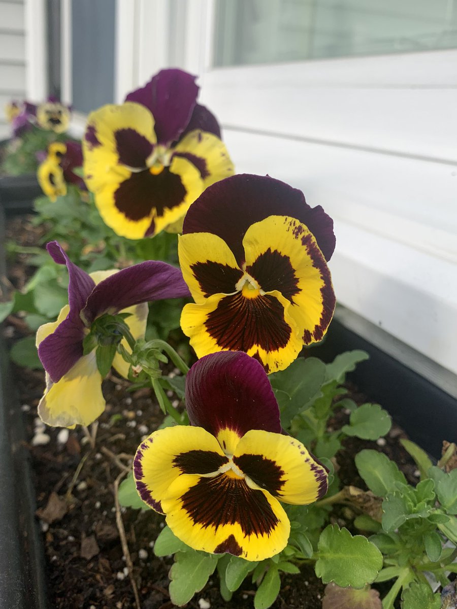 the_garden_mom's tweet image. Violas are delightful in window boxes but they also attract necessary pollinators! 

#violas #windowboxes #gardening #garden #gardenmom #annials #pollinatorplants #flowers #flowerboxes