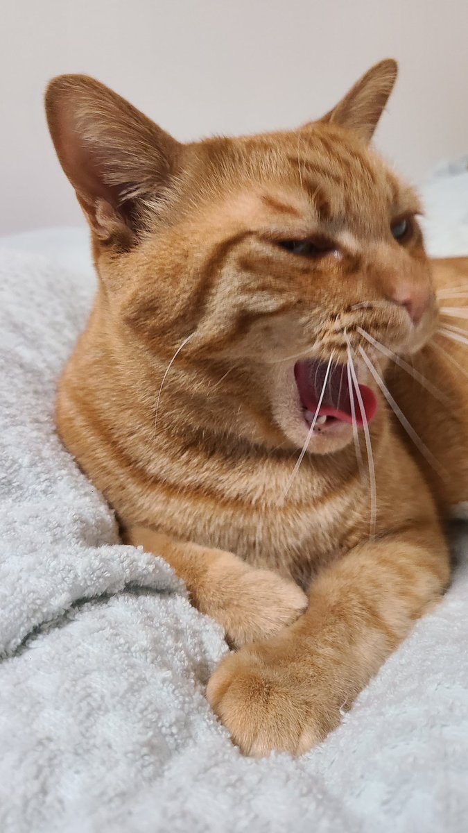 Wyy0iGDlBXG7iM2's tweet photo. あくびの写真沢山とれた🫶🫶🫶
めっちゃ可愛い🥰🥰🥰
 #猫のいる生活 
 #猫好きさんと繋がりたい 
 #ねこのいる暮らし 
 #猫好き 
 #猫写真
 #茶トラ https://t.co/vXYXdheVZ8
