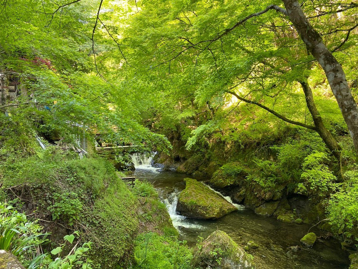 RisingKyoto's tweet photo. おはようございます✨
京都はとてもいいお天気ですよ！！
土日は雨予報です🥲
今ぜひ行って欲しいおすすめのお出かけスポットがあったのに、、、
（貴船です、、|ω・*)ｺｿｯ
さあ、金曜日もがんばっていきましょう✨
#京都 #企業公式が毎朝地元の天気を言い合う #貴船 https://t.co/tTmia29jjF