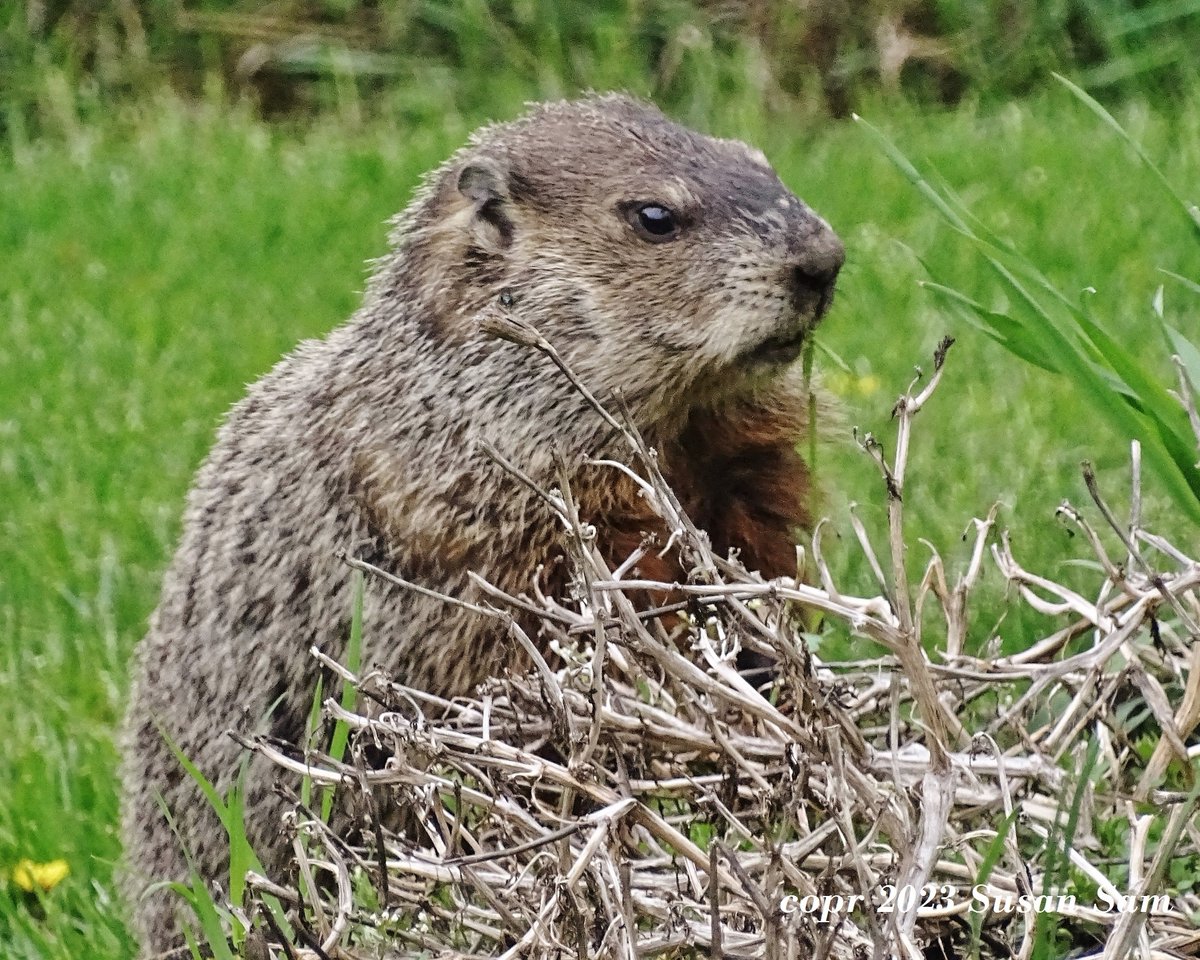 MonaxWonderland's tweet photo. Groundhog Mother, Winnie. May 7, 2023
#woodchuck #groundhog #wildlifephotography #marmots #Michigan https://t.co/DfUix7q7DE