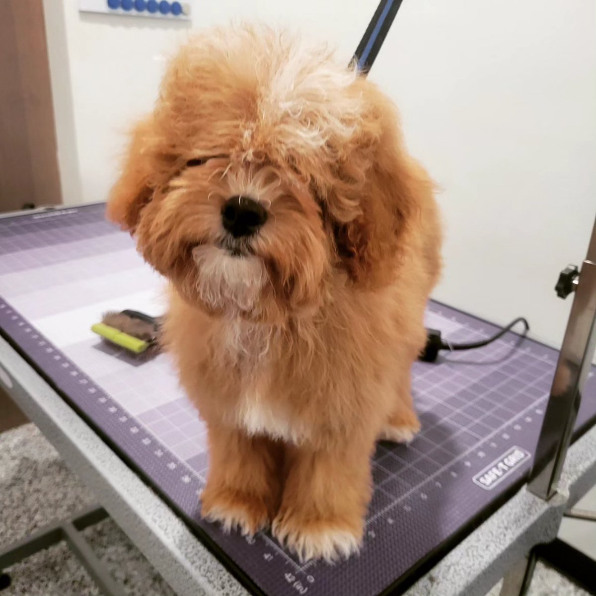 groomergirl92's tweet photo. Puppy time! 🐶❤️ #thebarkside #coloradosprings #petgrooming #doggroomer #puppy #beforeandafte https://t.co/czR6VqvuRp