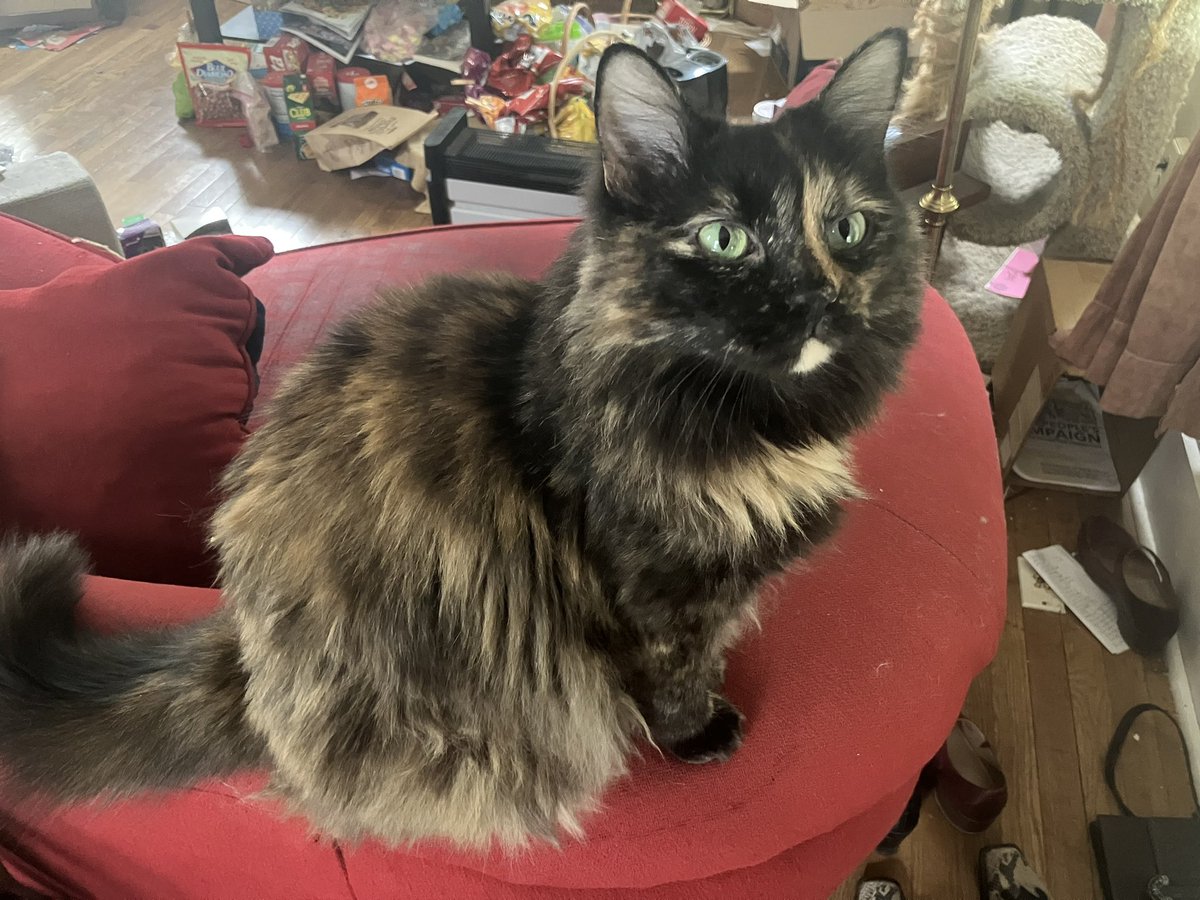 bdk1521's tweet photo. if you see this QT w/the most recent photo you took of your pet... https://t.co/t7l9VPBc2o
