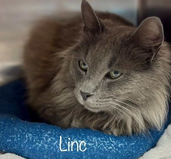 cobbkitties's tweet photo. This is Linc

ID  644681
Date Acquired: 5/10/2023
How Acquired: stray
Adoptable on: 5/17/2023
Cage: 640
Age: 6 years
Gender: neutered male
Color: grey
Tail: long
Health: good 
Temper: sweet

Cobb County Animal Services is located at:
1060 Al Bishop Dr. M… https://t.co/cGCRL5PaMN https://t.co/uwAodyMifZ