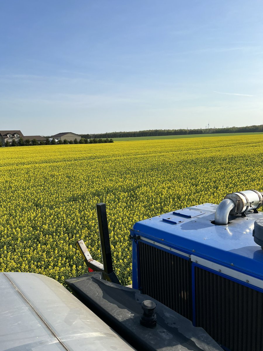 #wintercanola doing it’s thing! #ontag