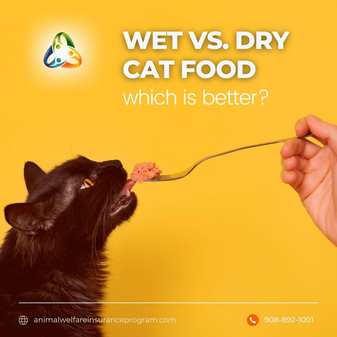 Both wet food and dry food offer many benefits to cats. Although it is recommended to feed your cat a combination of dry and wet food. They’re both excellent choices. Just make sure the food you select is 100 percent complete and balanced for your cat’s age and life stage. #cat