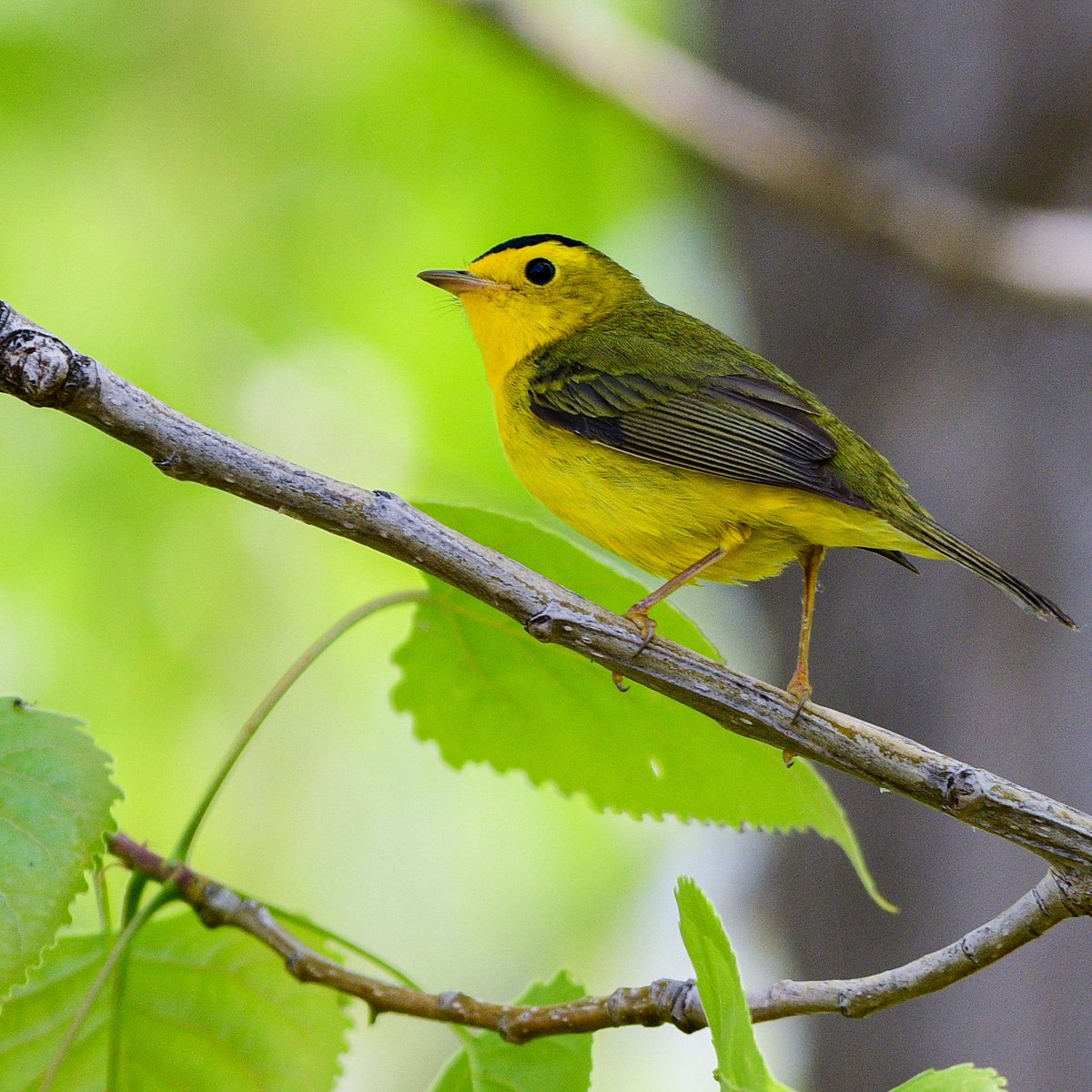 Hats off to Mr. Wilson for a great show today at Pipe Creek. 💛🖤 #bwiab #biggestweek #birds #springmigration #BirdTwitter #twitterbirds