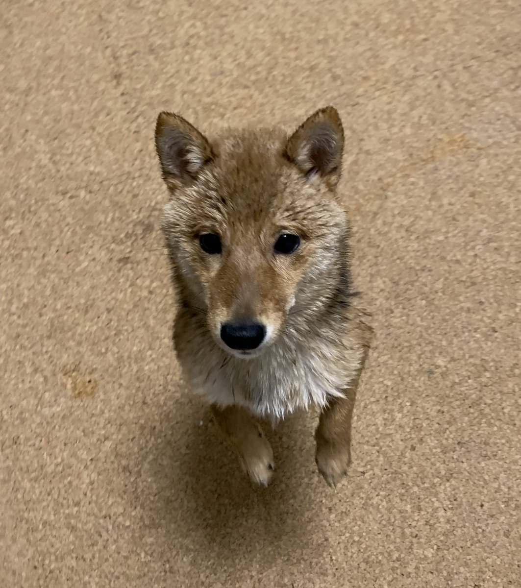 mameta_diary's tweet photo. お風呂上がり🫧
#犬 #dog #柴犬 #shibainu #柴 #shiba #日本犬 #和犬 #Japanesedog #犬のいる生活 #柴犬のいる生活 #豆太 #mameta https://t.co/MXm0wPTI5e