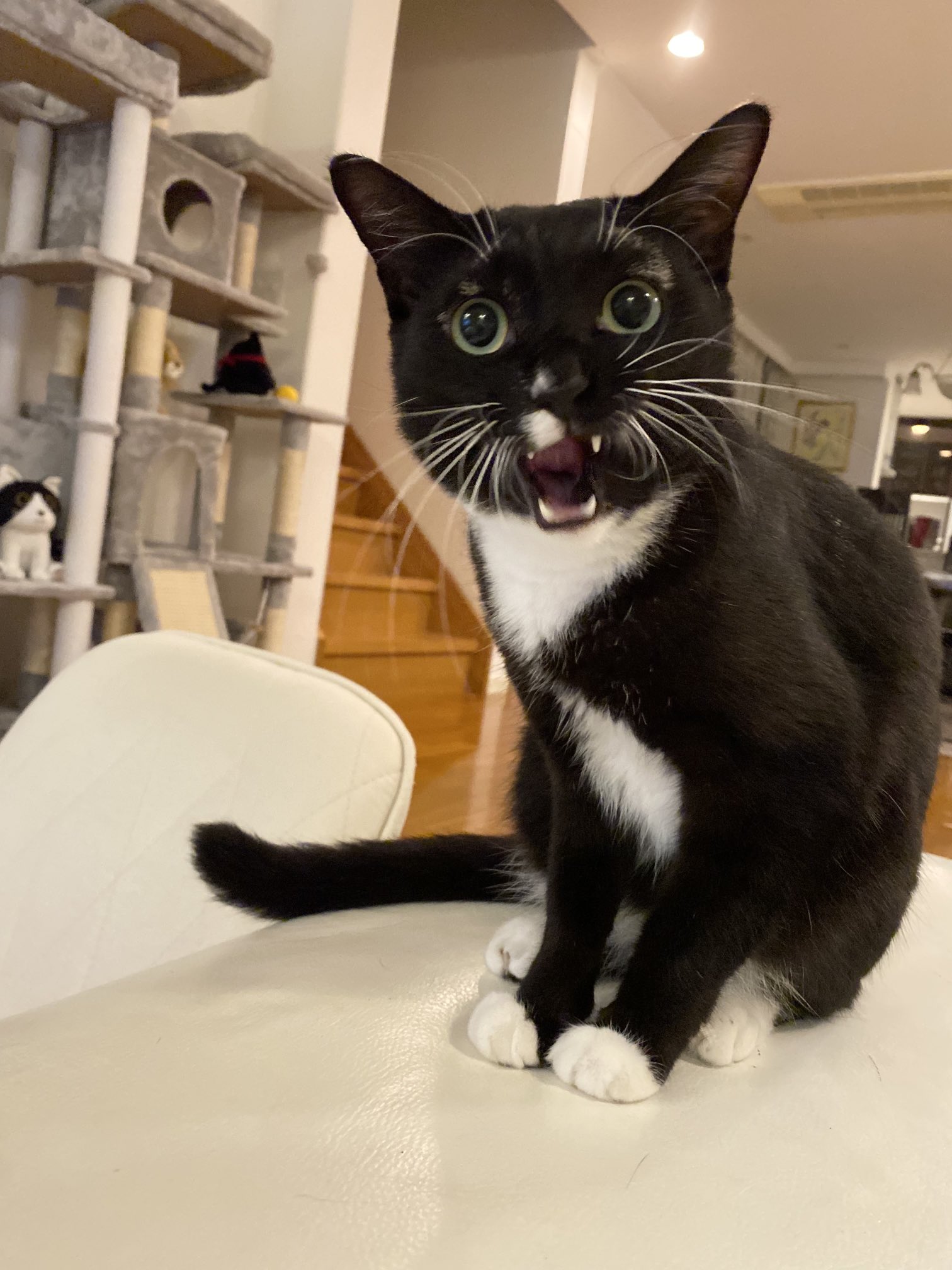 藤 あや子🐾 on X: 