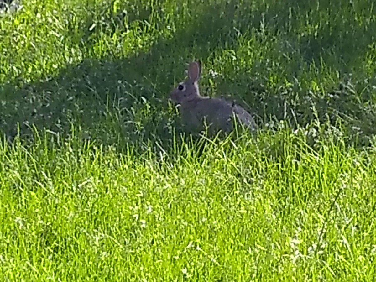 ASNEthenYT's tweet photo. @MeltyLoo I'm sorry have bun https://t.co/y7snbytWUX