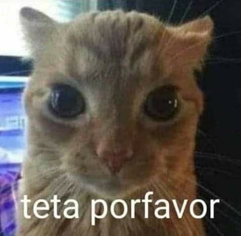 perfil dedicado a gatinhos e peitos (@odeiootaco) on Twitter photo 