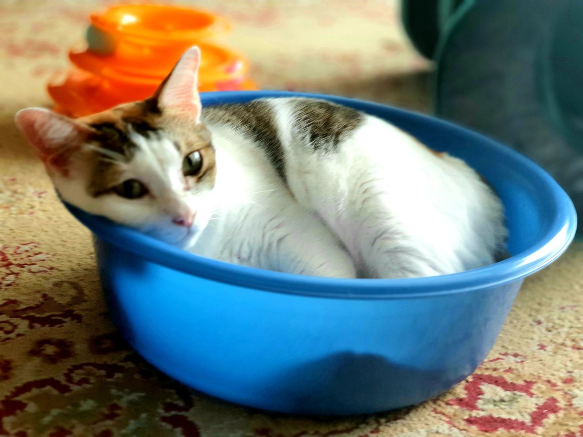 CatWidget's tweet photo. Friday feeling

#CatsOfTwitter #FridayVibes https://t.co/4loNKO35hB