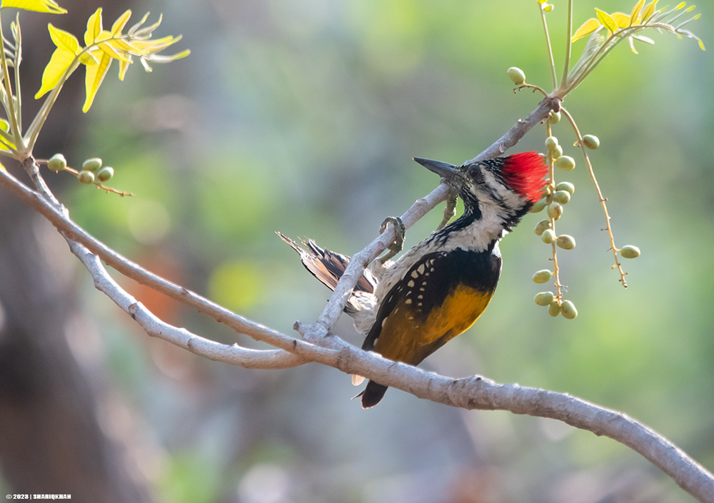khanshariqind's tweet photo. Lesser Goldenback Woodpecker May 2023
#indore #madhyapradesh #forest #jungle #nature #birds #birdsseenin2023 #woodpeckers #lessergoldenback #blackrumpedflameback #birdsofindore #birdsofmp #indianbirds #birdsofindia #forestbirds #sigmaphotoindia #sigma150600mm #natgeowild #sonybbc https://t.co/ARuZJSYuuw