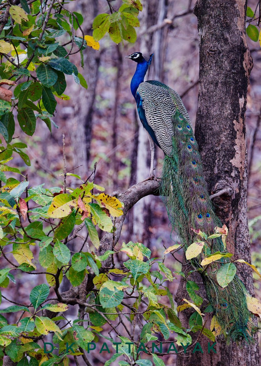 Indian Peafowl (Pavo cristatus) male in a rainy morning in the #penchnationalpark #madhyapradesh #india.
#IndiAves #ThePhotoHour #BBCWildlifePOTD #natgeoindia #nikonz9