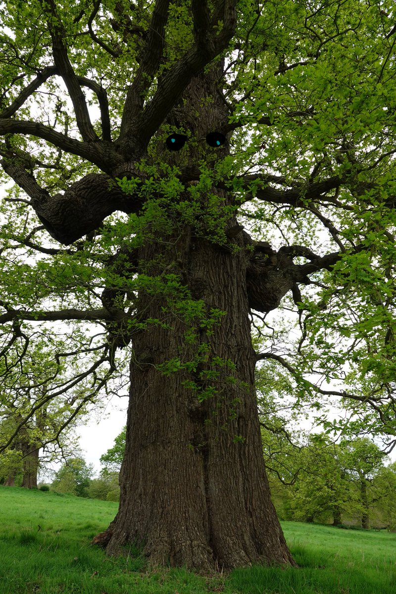 AdeysAlthorp's tweet image. We have a hamlet called Nobottle on the Althorp estate, a name that  can be  found in JRR Tolkiens "Lord of the Rings" *(Map of the Shire, top left hand corner).  Could we now possibly have 'Ents' herding our ancient oak trees? Conservation@althorp.com #Treebeard #giantoaks