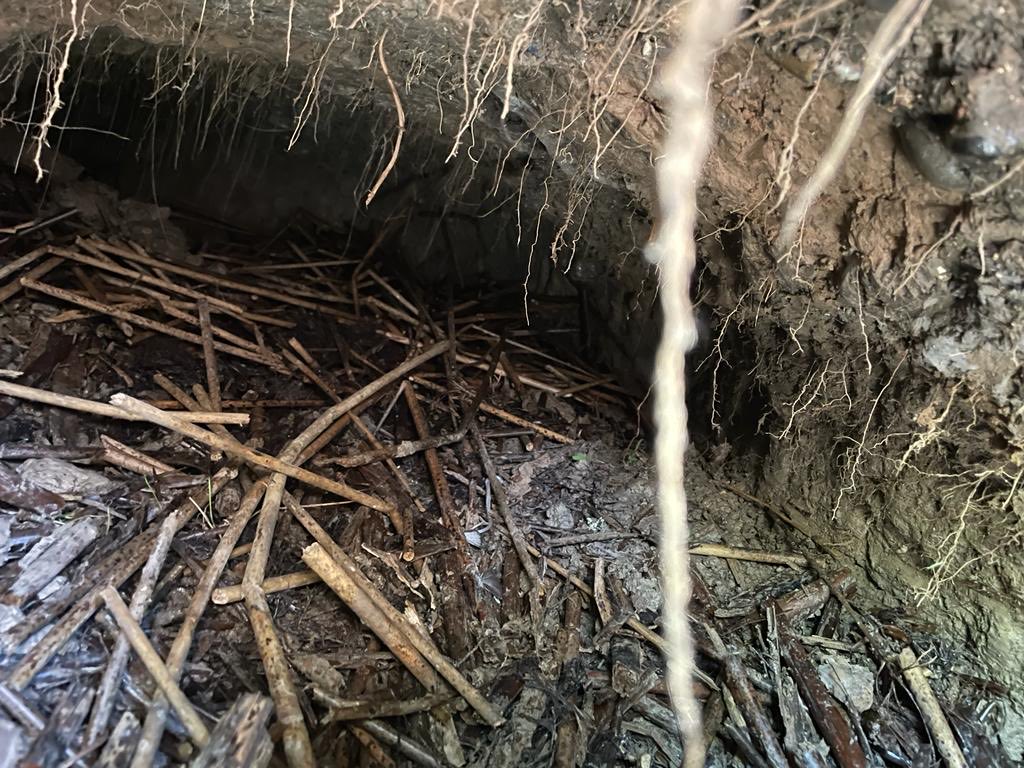 DeTom48's tweet photo. A very large #BeaverHole has appeared on a public track in #Hacklinge we checked the hole for #Beavers as it’s empty we’ve made a temporary fix to the #footpath take extra care when out walking these holes can be very big
@EnvAgencySE https://t.co/H4wdfqlgdW