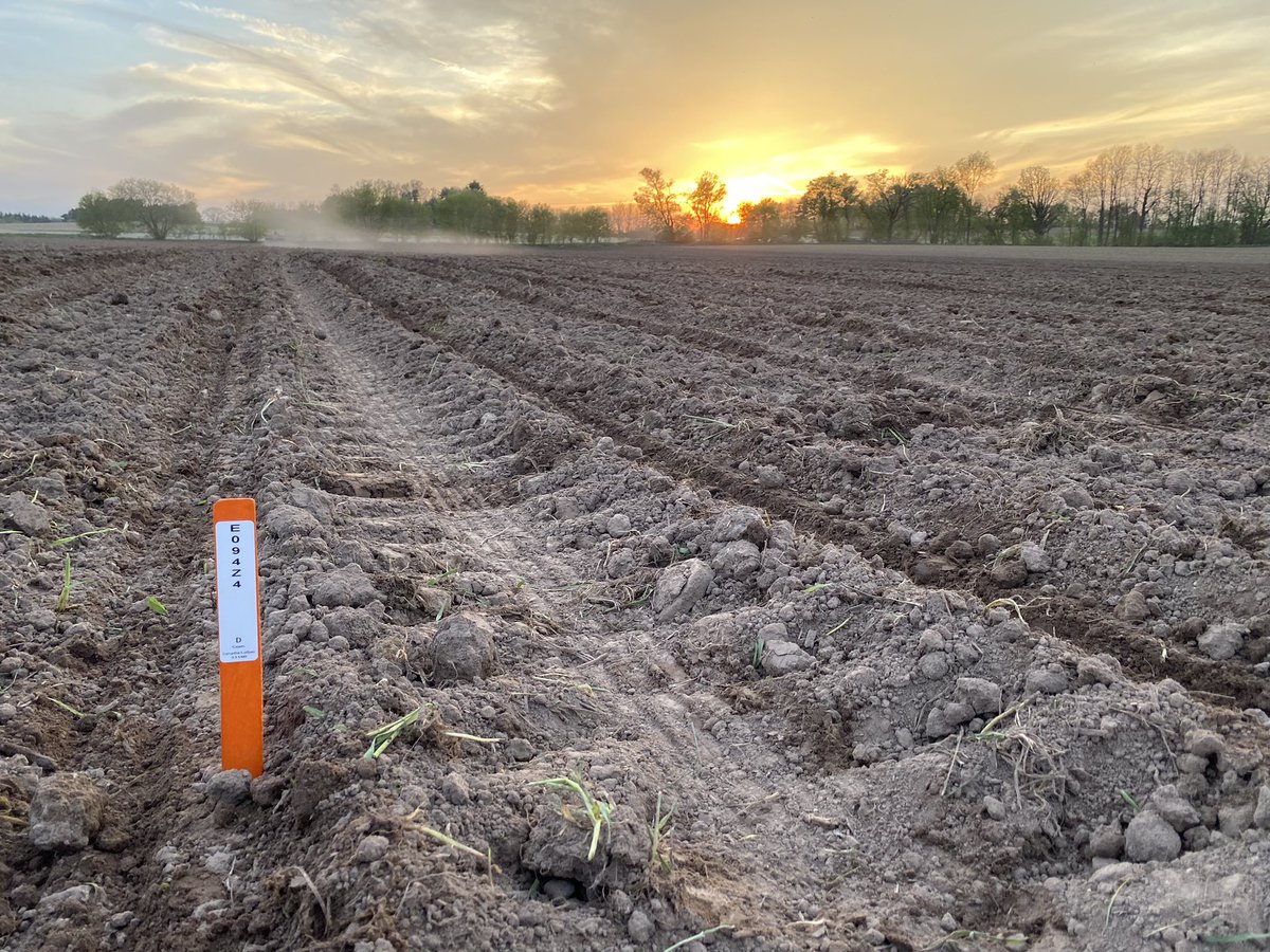 Beautiful evening to put in a plot!! Can’t wait to see how these new Enogen 🌽 hybrids stack up. 

#plant23 <a href="/GHXSeed/">GHX</a> <a href="/GldnHarvest/">Golden Harvest Seeds</a> @Justin_Slowey