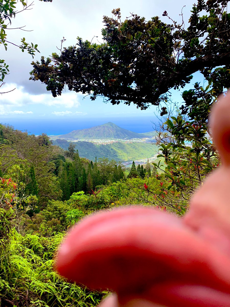 tricks_nonsense's tweet photo. I love the taste of hiking on my island☺️🙌🏼 https://t.co/lKcgiQjy4w