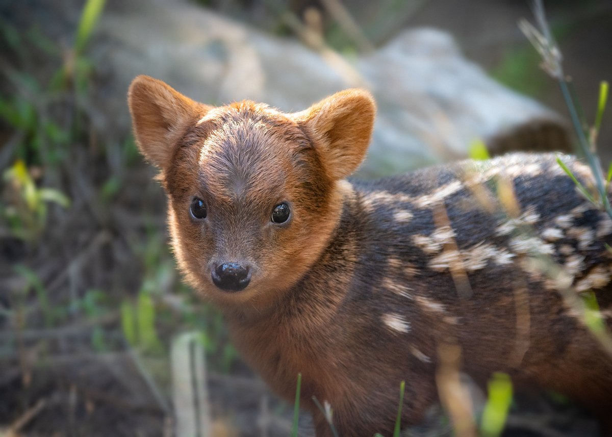 Pink Ranger 🌸⚡💚 tweet media