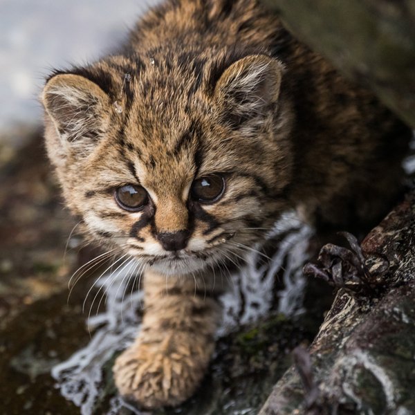 Pink Ranger 🌸⚡💚 tweet media