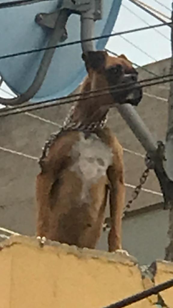 ⚠️🆘#Ayuda #Urgente #RT ⚠️ 
<a href="/propaem_sma/">PROPAEM</a> <a href="/alfredodelmazo/">Alfredo Del Mazo</a> <a href="/SoyNaucalpan/">Soy Naucalpan</a> <a href="/PoliciaNau/">Policía Municipal de Naucalpan</a> <a href="/angiemoyam/">Angélica Moya</a> perrito a la intemperie en azotea y encadenado a una antena 📡 #Naucalpan
Folio denuncia: 2363
#NoAlMaltratoAnimal #Edomex