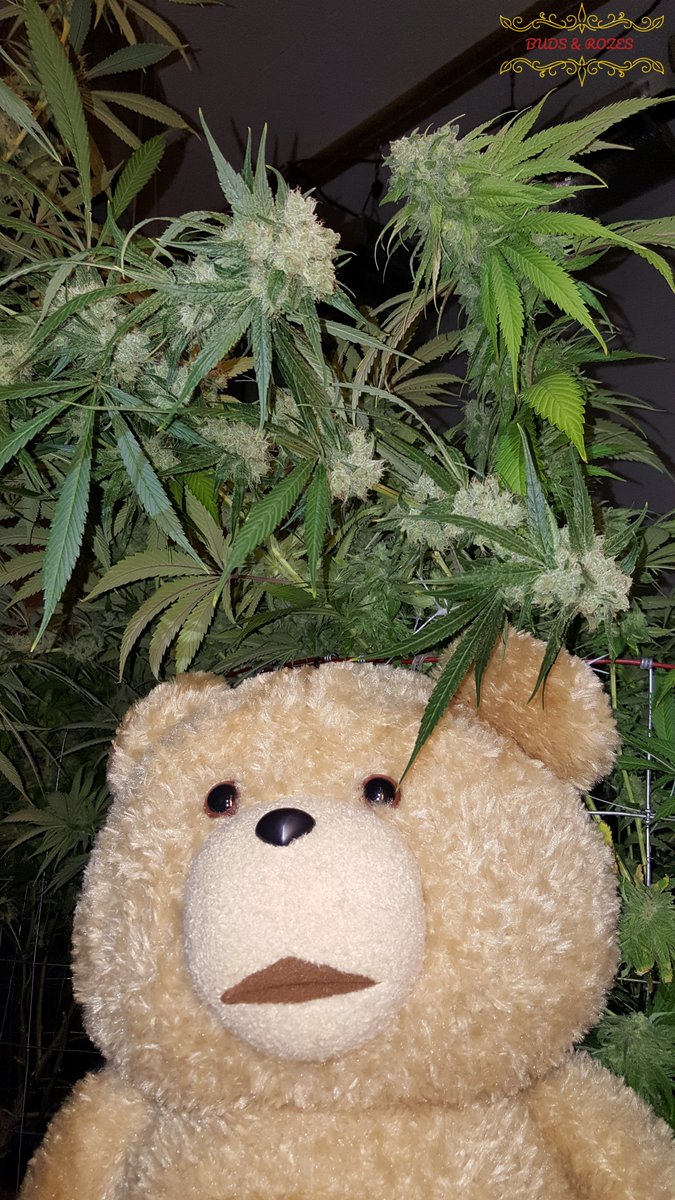 blevinsrob369's tweet photo. Remember that bear from that movie? First one to get his name in the comments with a retweet and share with 3 friends is getting a free 3 pack of seeds from one of my favorite breeders @Raw_Genetics_  #Weedmob #WeedLovers #weedsmokers #WeedoVerse #weedday #weedlife #staylit https://t.co/VGSVMO1WxL