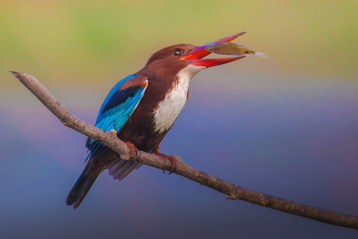 <a href="/techbubble/">Nik Kalyani (🎨🔴💜)</a> 1. Tuna by <a href="/statistart/">stacey</a> 
objkt.com/asset/hicetnun… 

2. White Throated Kingfisher by @APARNAM45030191 
objkt.com/asset/KT1CjDEo…