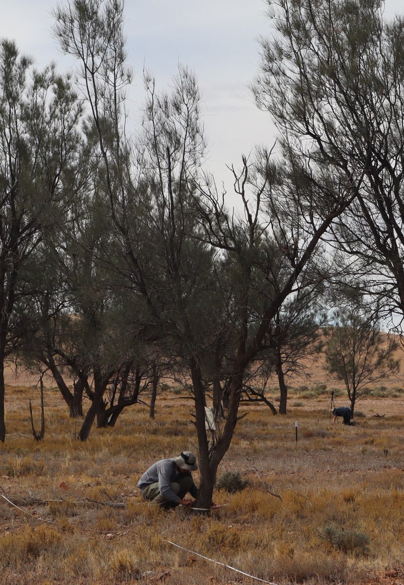AdrianGFisher's tweet photo. Had fun with @M_smithii and @AndresSutton testing lidar methods for measuring tree structure at the UNSW Fowlers Gap Arid Zone Research Station https://t.co/oLKbA0VJoH