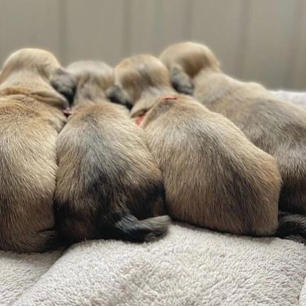 dashchunds's tweet photo. #Dachshund
#Dachshunds #Dachshund_Lover_family_USA
#reels #video #dachshund #dachshundsofinstagram #dachshundoftheday #dachshundlove https://t.co/c97O2C0Gfg