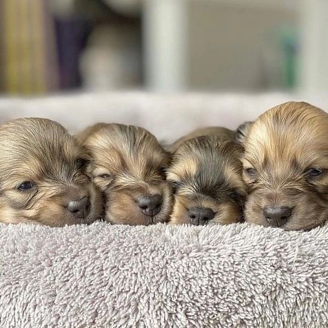 dashchunds's tweet photo. #Dachshund
#Dachshunds #Dachshund_Lover_family_USA
#reels #video #dachshund #dachshundsofinstagram #dachshundoftheday #dachshundlove https://t.co/c97O2C0Gfg