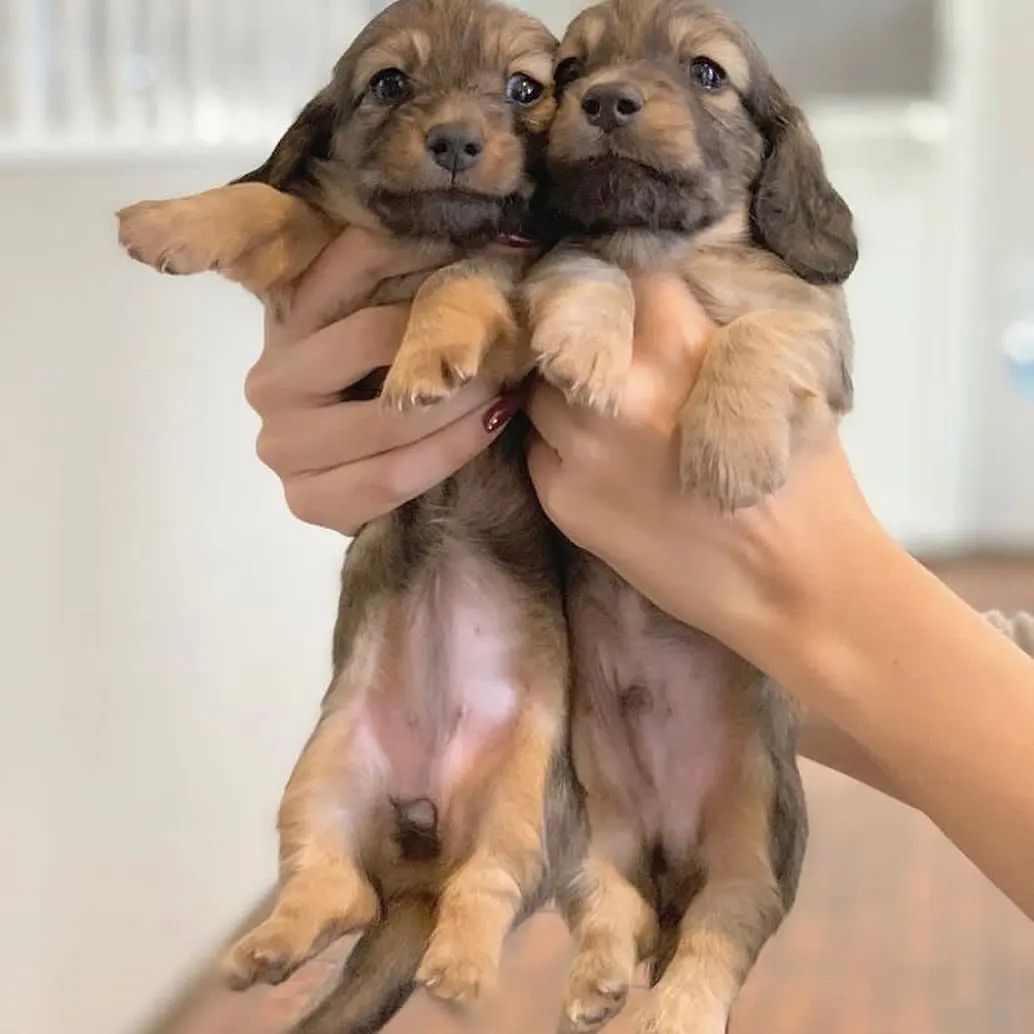 dashchunds's tweet photo. #Dachshund
#Dachshunds #Dachshund_Lover_family_USA
#reels #video #dachshund #dachshundsofinstagram #dachshundoftheday #dachshundlove https://t.co/BWnNF9C2Tq