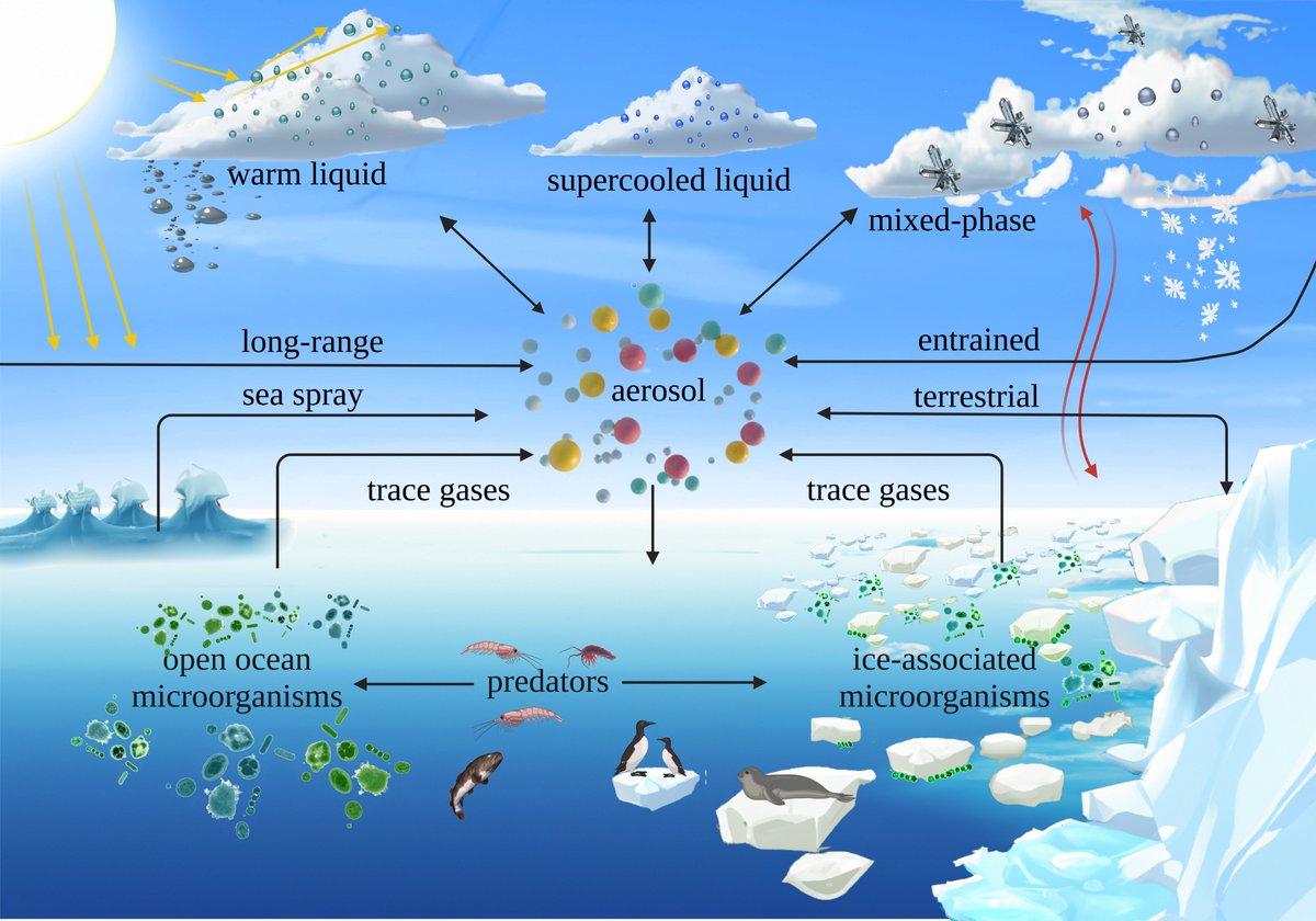 A commentary paper I worked on with a bunch of great collaborators was published recently. We discuss how Southern Ocean clouds are influenced by biology and summarise some of the huge efforts to learn more.🔗: bit.ly/456hwsn and a nice writeup by <a href="/Ant_Partnership/">Australian Antarctic Program Partnership</a> below