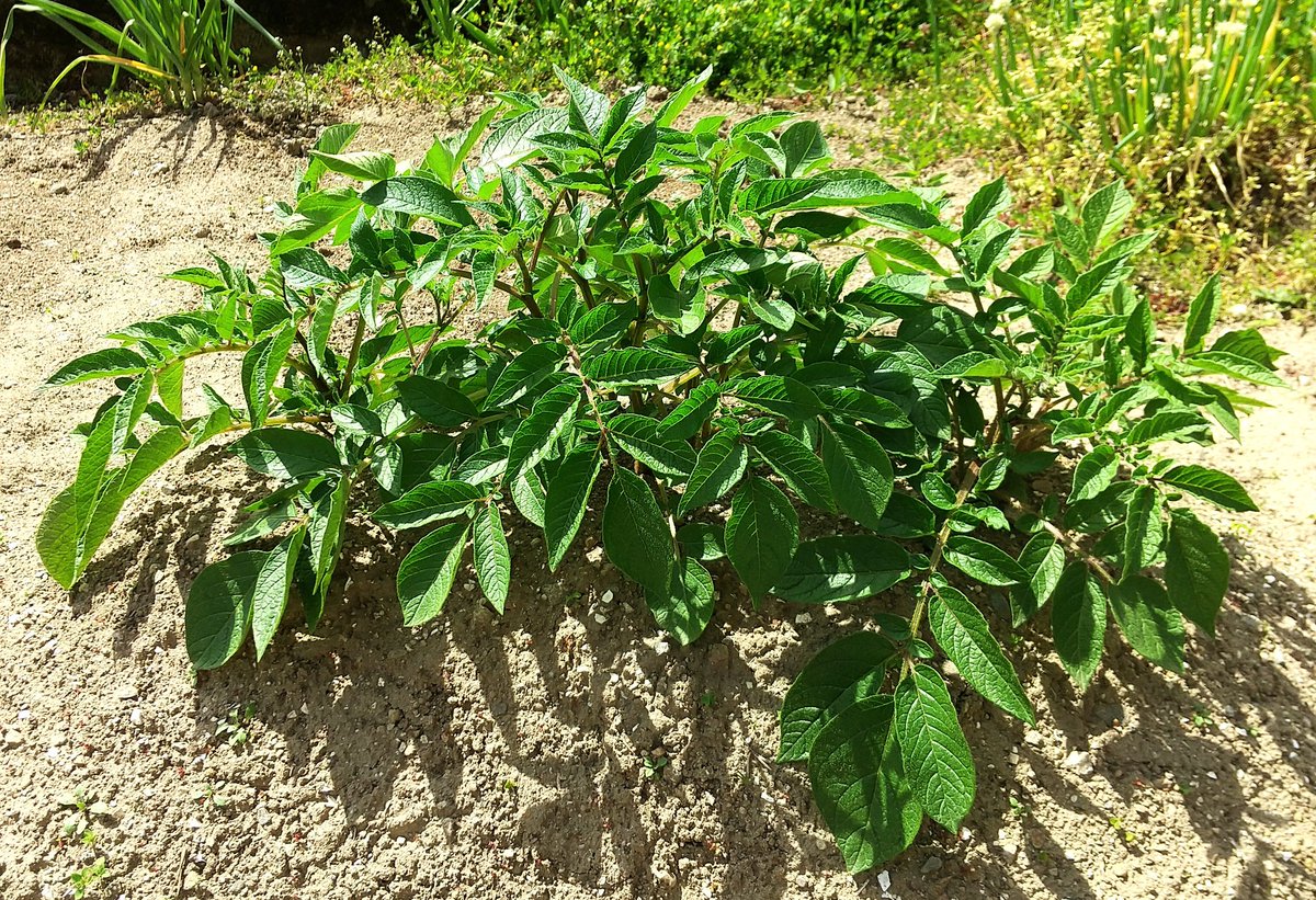 男爵(じゃがいも)、アンデス赤(じゃがいも)、かぼちゃ… 放っておいてもどんどん育ってくれてます😊🌱✨ https://t.co/iMIgJXybNe