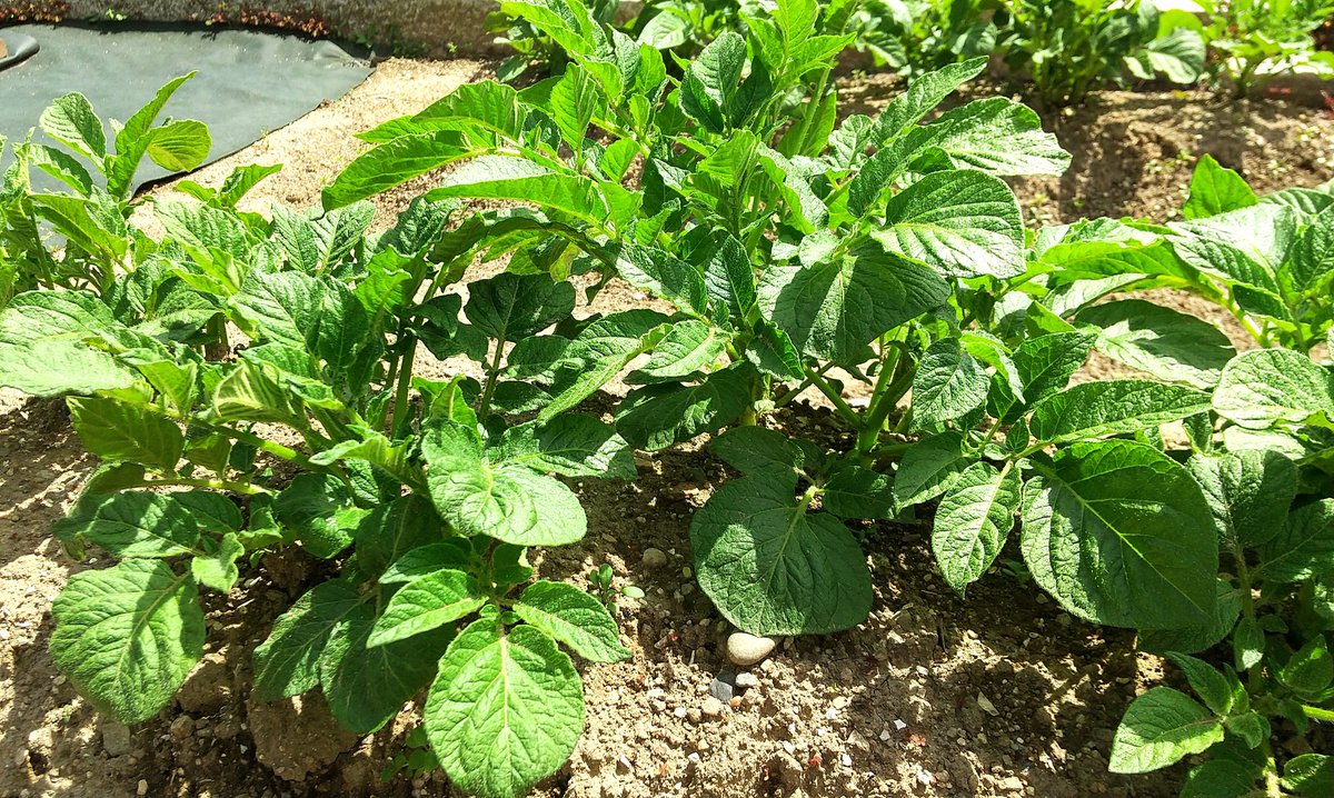 男爵(じゃがいも)、アンデス赤(じゃがいも)、かぼちゃ… 放っておいてもどんどん育ってくれてます😊🌱✨ https://t.co/iMIgJXybNe