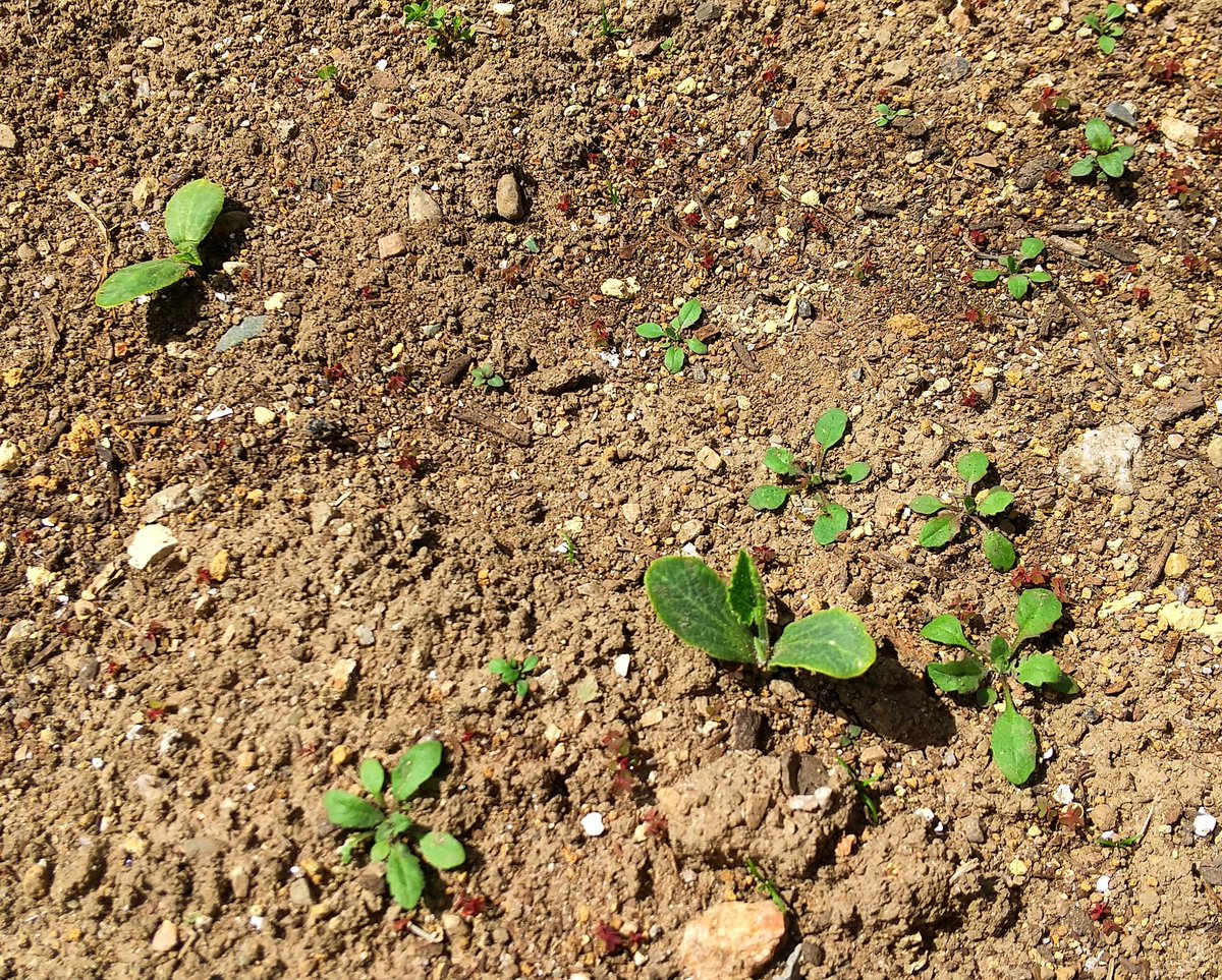 男爵(じゃがいも)、アンデス赤(じゃがいも)、かぼちゃ… 放っておいてもどんどん育ってくれてます😊🌱✨ https://t.co/iMIgJXybNe