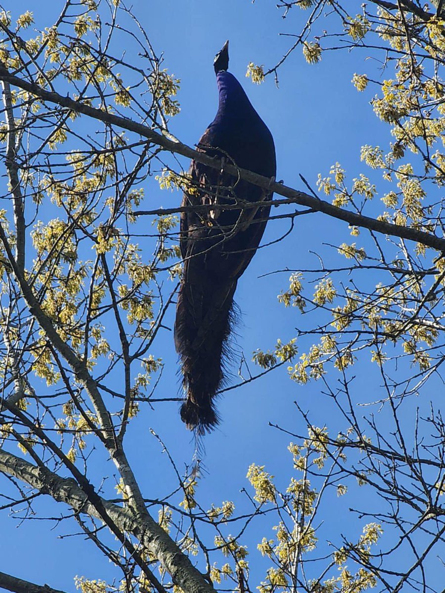julianambee's tweet photo. meet pete the peacock. pete decided to escape his family farm recently and escaped to my families property to which he then scared my mother shitless when she was leaving for work. pete then flew into a tree and stayed there for 5 hours before escaping again https://t.co/infB0xYYra