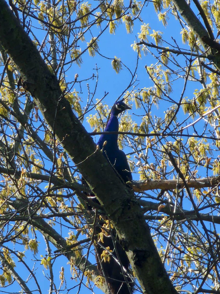 julianambee's tweet photo. meet pete the peacock. pete decided to escape his family farm recently and escaped to my families property to which he then scared my mother shitless when she was leaving for work. pete then flew into a tree and stayed there for 5 hours before escaping again https://t.co/infB0xYYra