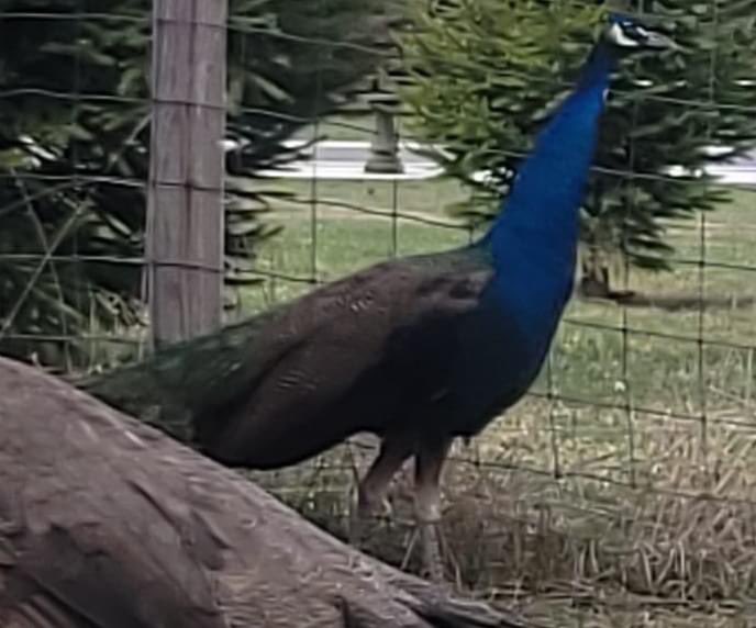 julianambee's tweet photo. meet pete the peacock. pete decided to escape his family farm recently and escaped to my families property to which he then scared my mother shitless when she was leaving for work. pete then flew into a tree and stayed there for 5 hours before escaping again https://t.co/infB0xYYra