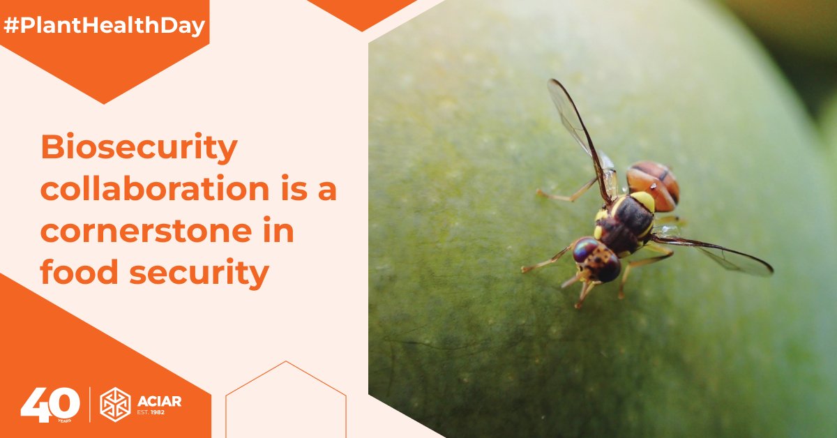 ACIAR (@aciaraustralia) on Twitter photo 🌱 Happy International #PlantHealthDay!
As pests & disease are determining factors for global #foodsecurity & trade <a href="/PBRI_Australia/">Plant Biosecurity Research Initiative</a> & #ACIAR are supporting #biosecurity research to share knowledge & capabilities for pest & disease incursion.
bit.ly/3VWPsBQ 🌱 Happy International #PlantHealthDay!
As pests & disease are determining factors for global #foodsecurity & trade <a href="/PBRI_Australia/">Plant Biosecurity Research Initiative</a> & #ACIAR are supporting #biosecurity research to share knowledge & capabilities for pest & disease incursion.
bit.ly/3VWPsBQ