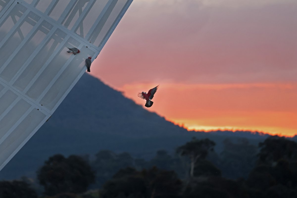 CanberraDSN's tweet image. Like a noisy angel in flight, a galah in mid-flight as it heads toward two companions sitting on the edge of the 70-metre antenna dish.📡🐦🌄
#DSS43 #Galah #SpaceMenagerie