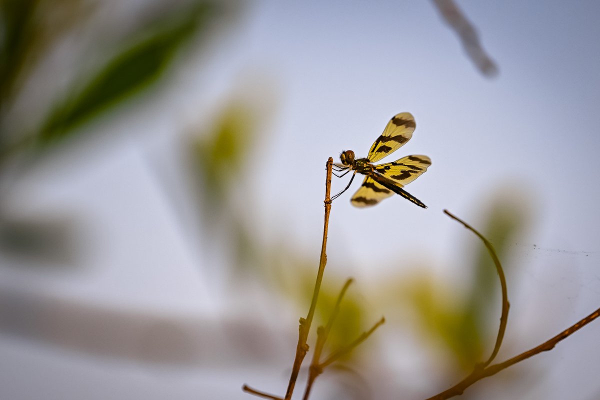 BOM_NT's tweet photo. Have you seen any dragonflies around Darwin lately? 

They're said to indicate the onset of the Dry Season for the Top End. 

With recent dry conditions and cool mornings there's no doubt that the Dry Season is here – and the dragonflies are loving it! https://t.co/z1WzNI28AV https://t.co/cFJWoynIYS