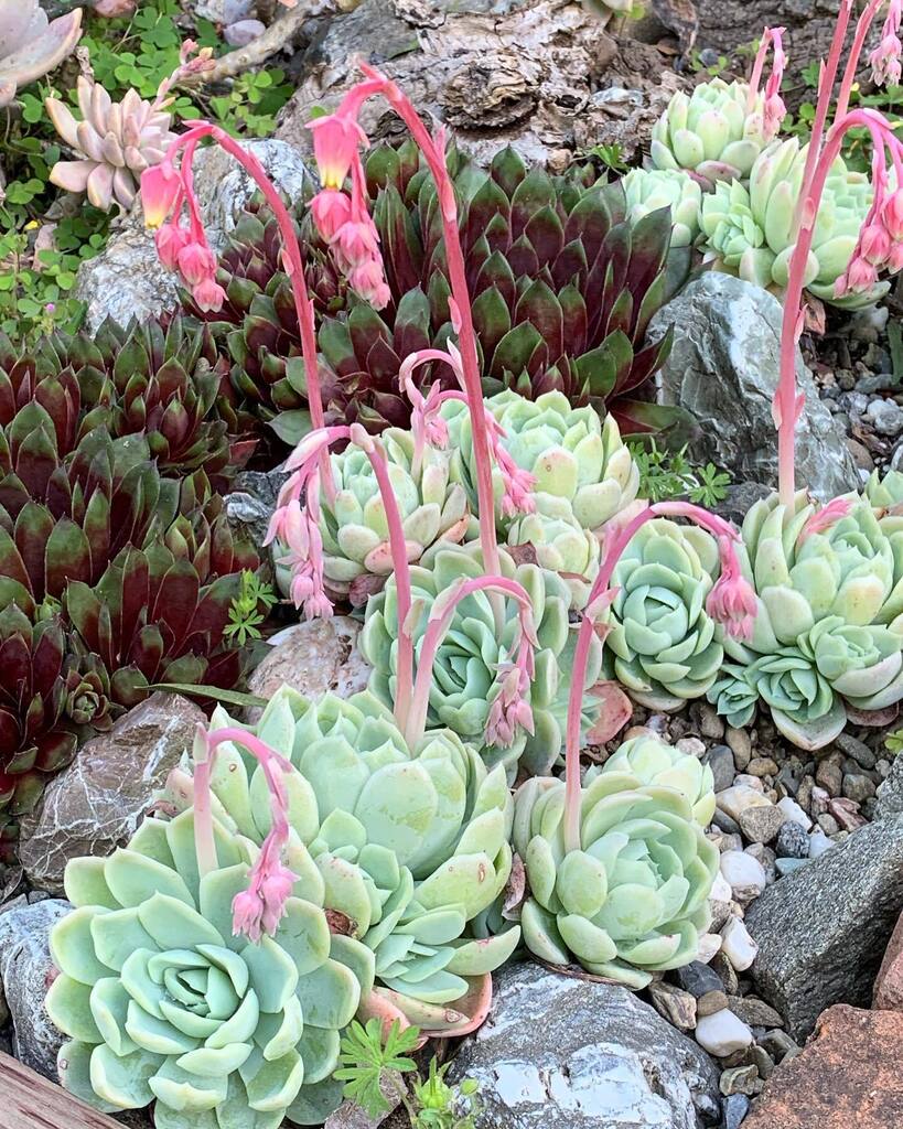 Seeking & finding beauty in the neighborhood. #sedum #flowerreport #lookaround #grateful instagr.am/p/CsINuJzrIem/