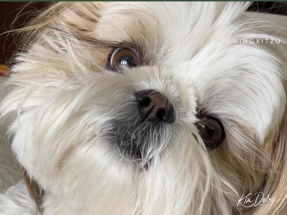 Guess wot?
I loves you, that’s wot! 
💕🐾

#MingxiLove #MingxiTzu #DogsofTwitter #BeKind