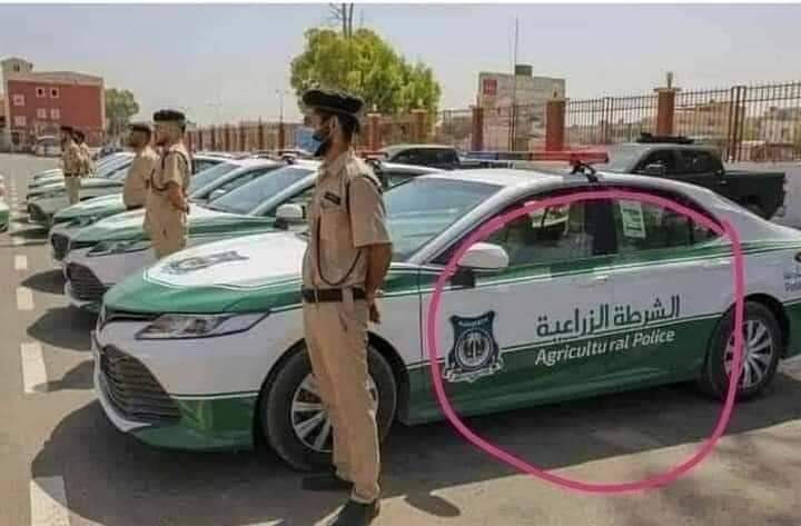 سلم نفسك المكان كله بطاطس