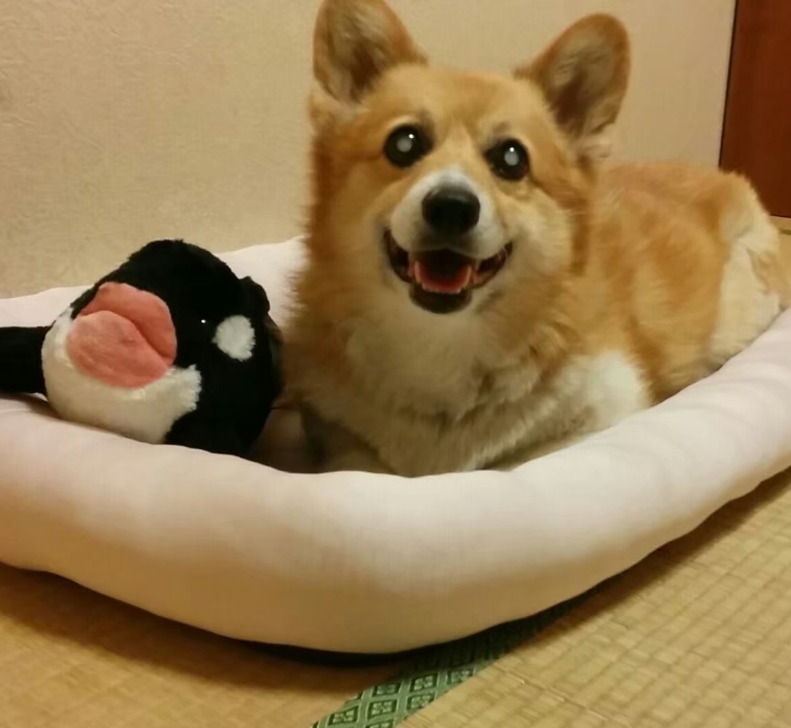 暑がりだったもーちゃんは
今くらいなら冷え冷えマットと
Nクール出していたなぁ☺️